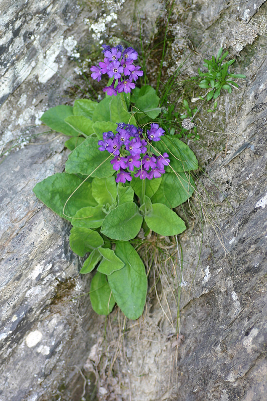 Primula latifolia / Primula a foglie larghe